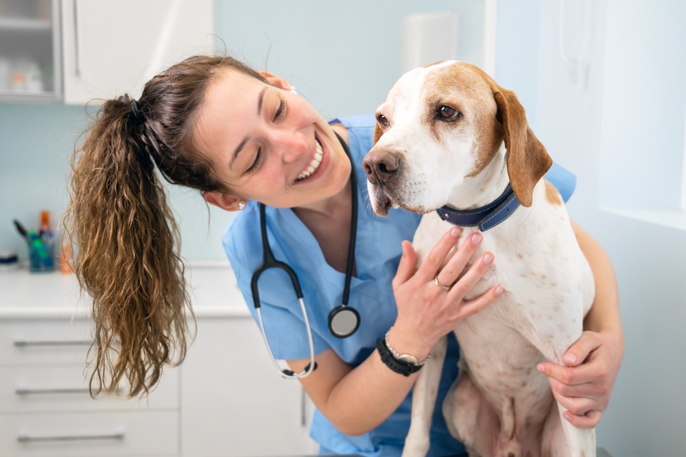 Tiermedizin studieren